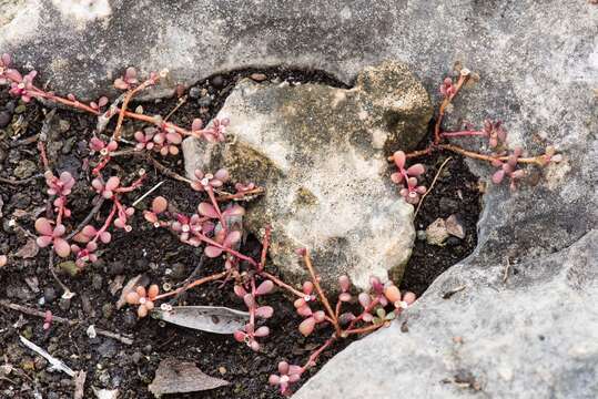 Image of tiny purslane