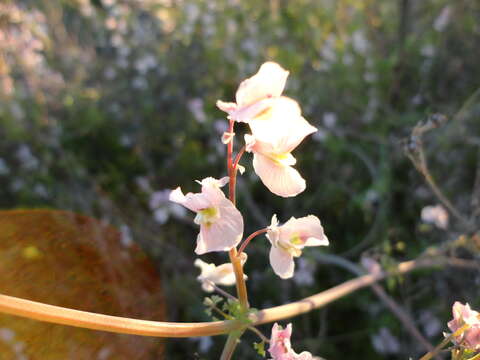 Image of Cysticapnos vesicaria subsp. vesicaria