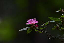 Image of Rhododendron breviperulatum Hayata