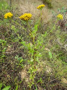 Слика од Achillea ageratum L.