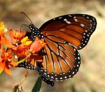 Image of Danaus (Anosia) eresimus subsp. montezuma Talbot 1943