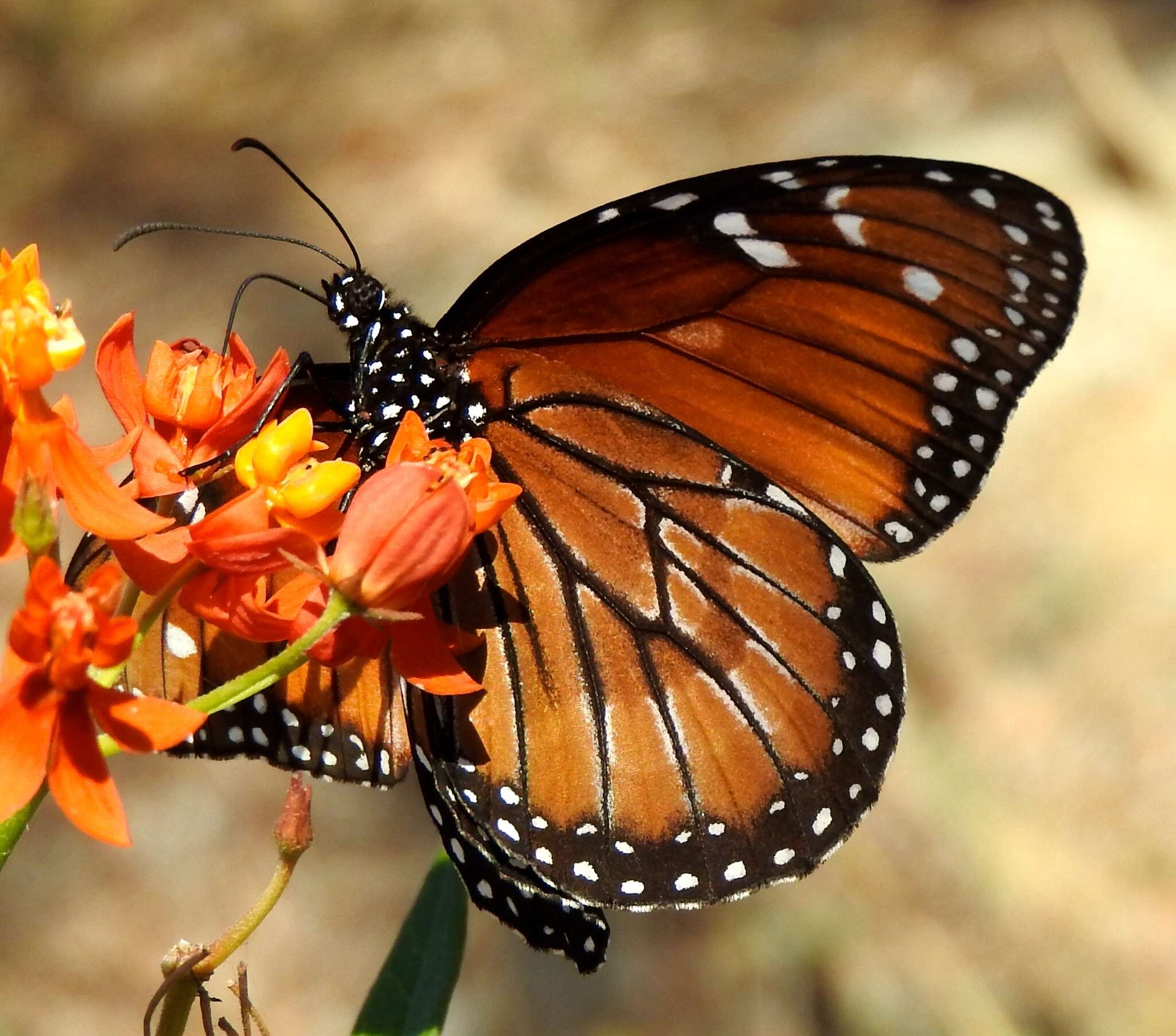 Sivun Danaus (Anosia) eresimus subsp. montezuma Talbot 1943 kuva