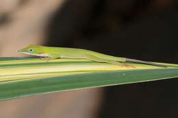 Image of Cuban green anole