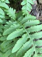 Image of nested polypody