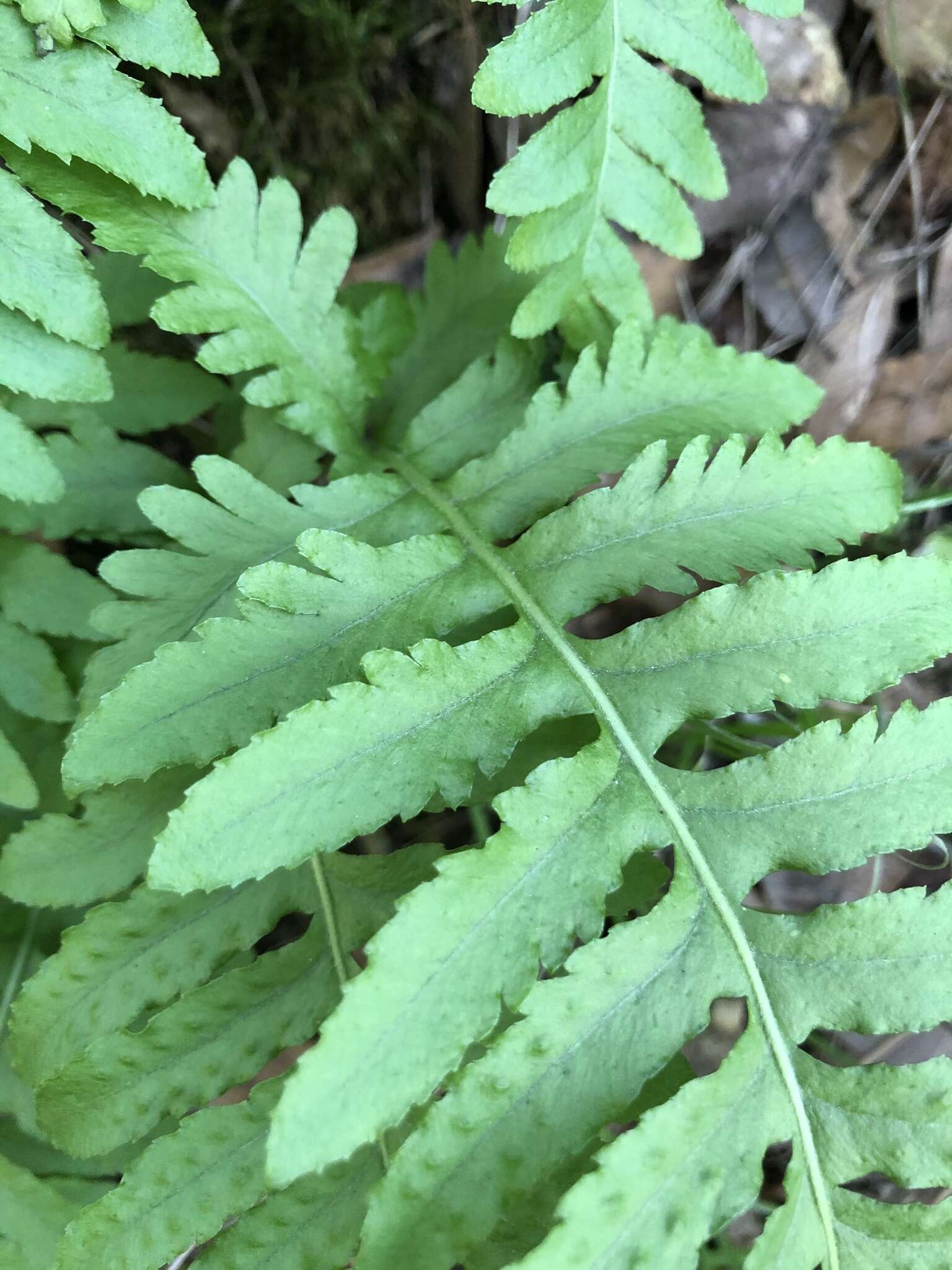 Polypodium calirhiza S. A. Whitmore & A. R. Smith的圖片