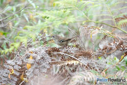 Imagem de Sericornis maculatus maculatus Gould 1847