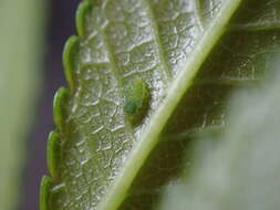 Слика од Tinocallis (Tinocallis) ulmiparvifoliae Matsumura 1919