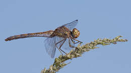 Image of Common Darter