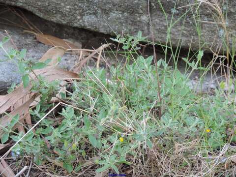 Image of Halimium lasianthum subsp. alyssoides (Lam.) Greuter