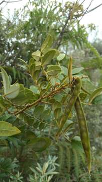 Image of Mundulea anceps R. Vig.