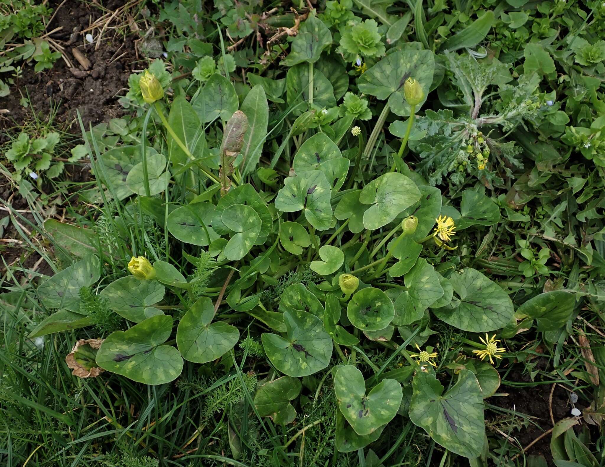 Image of Ficaria verna subsp. fertilis (Laegaard) Stace