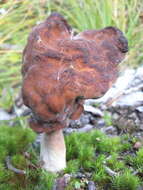 Image of Gyromitra infula (Schaeff.) Quél. 1886