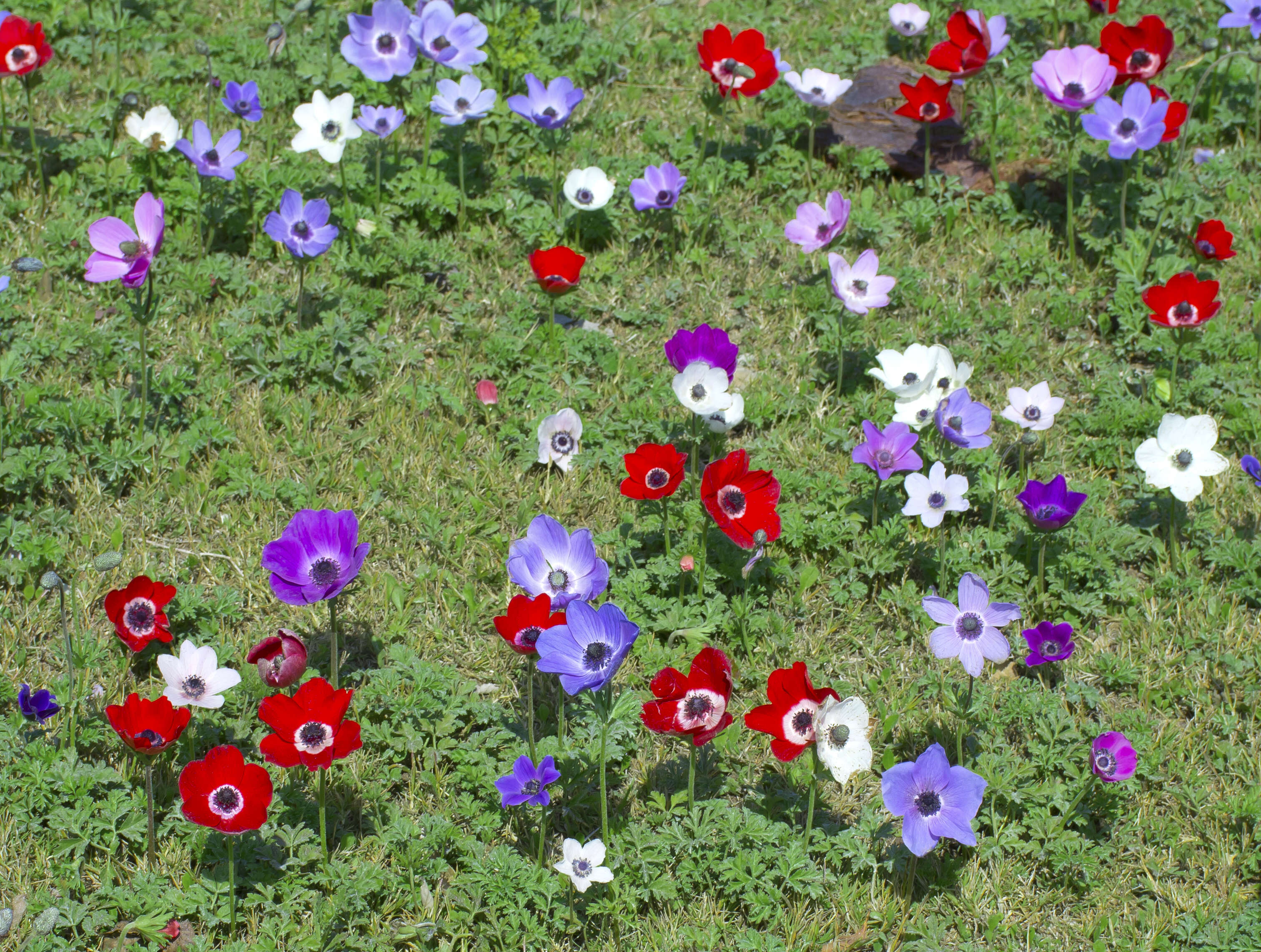 Imagem de Anemone coronaria L.