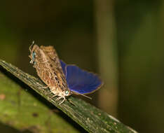 Image de Arhopala anthelus (Westwood (1852))