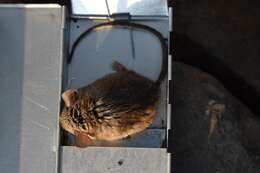 Image of Peromyscus gratus Merriam 1898