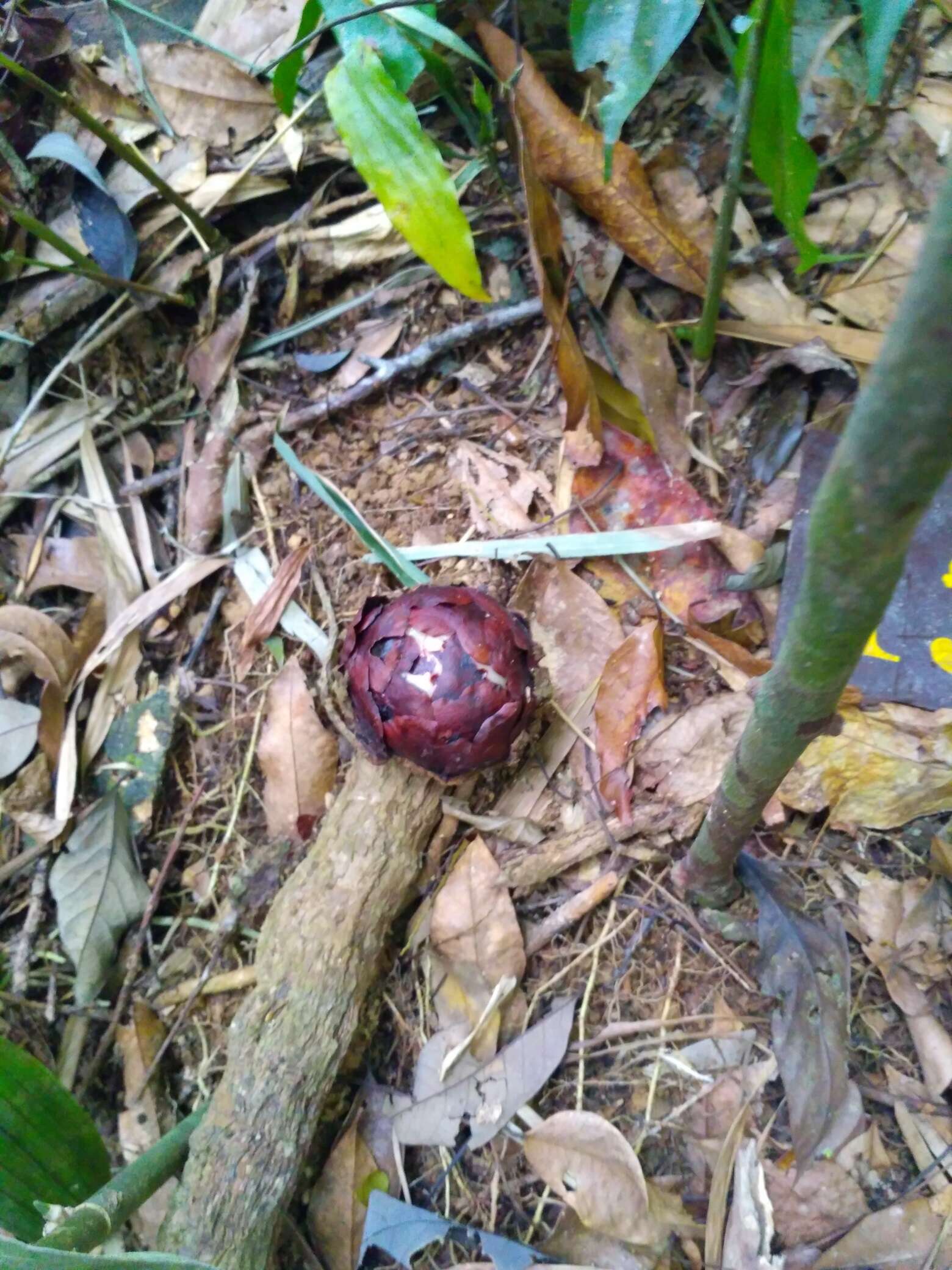 Image of Rafflesia