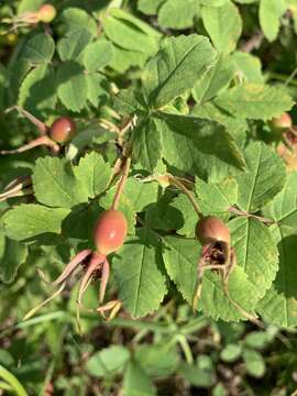 Image of prickly rose