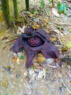 Image of Rafflesia