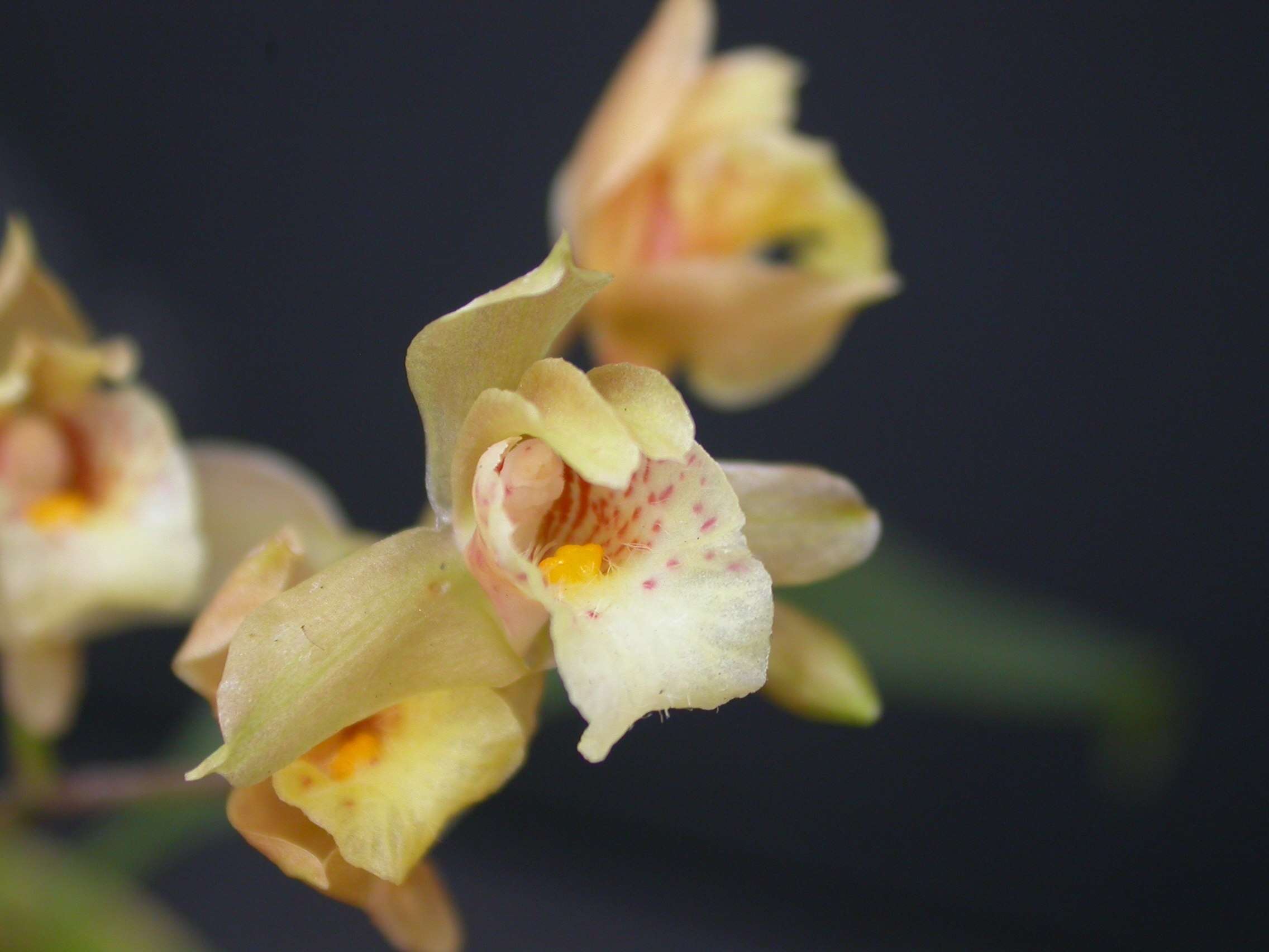 Image of Bifrenaria racemosa (Hook.) Lindl.