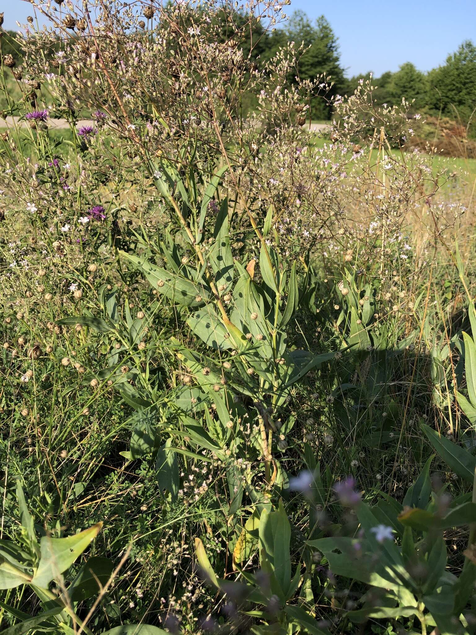 Image of garden baby's-breath