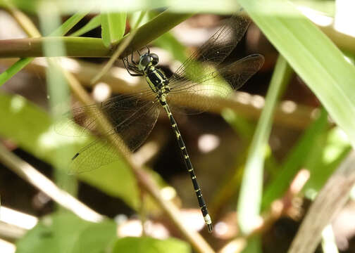 Image de Choristhemis Tillyard 1910