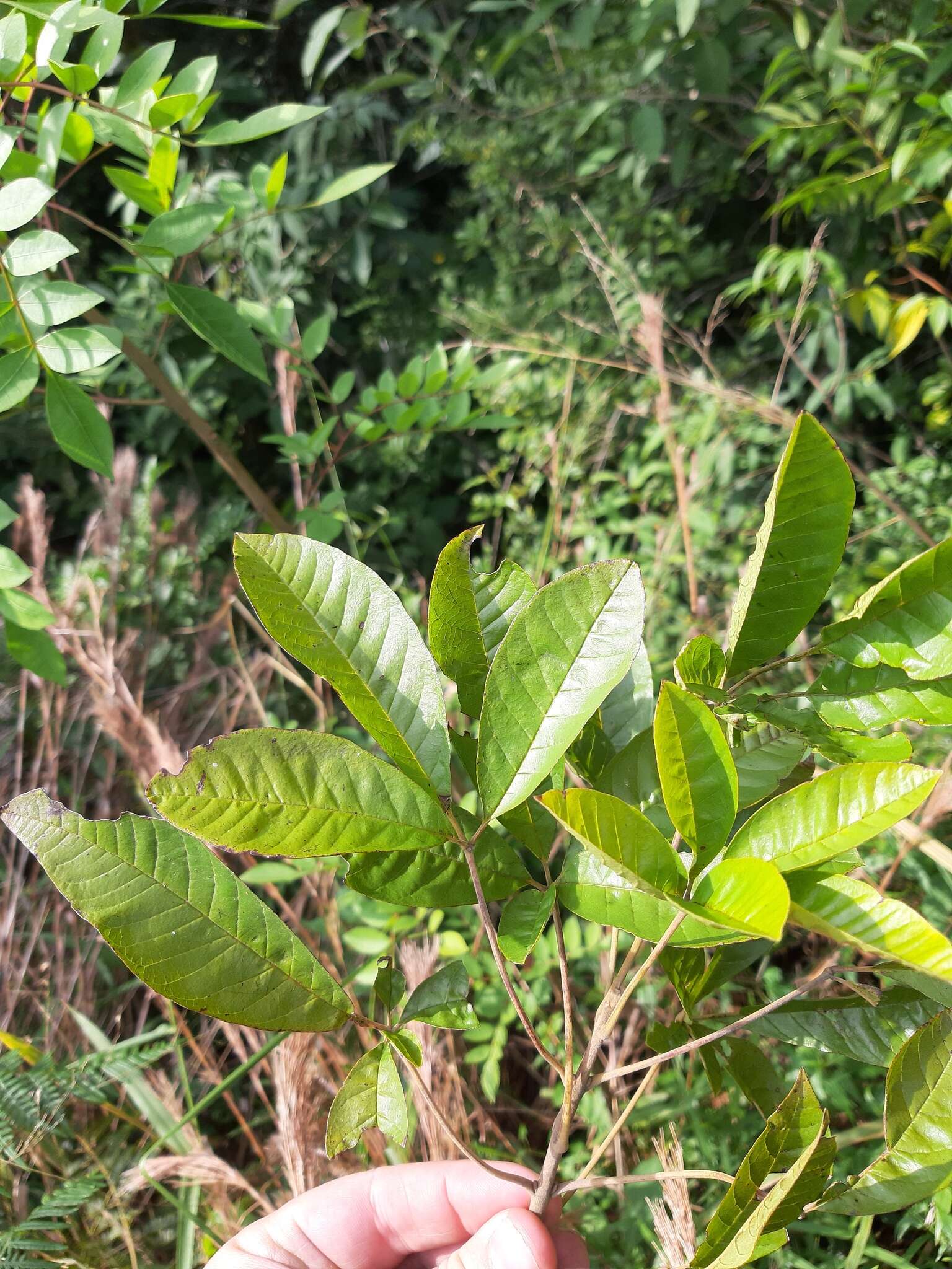 Image de Vitex megapotamica (Spreng.) Moldenke