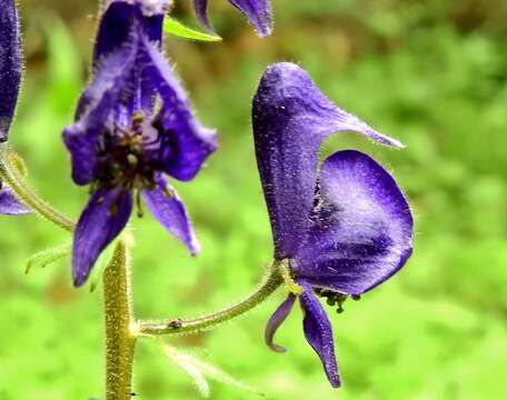 Image of Columbian monkshood