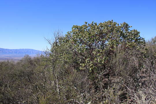 Слика од Arctostaphylos gabilanensis V. T. Parker & M. C. Vasey