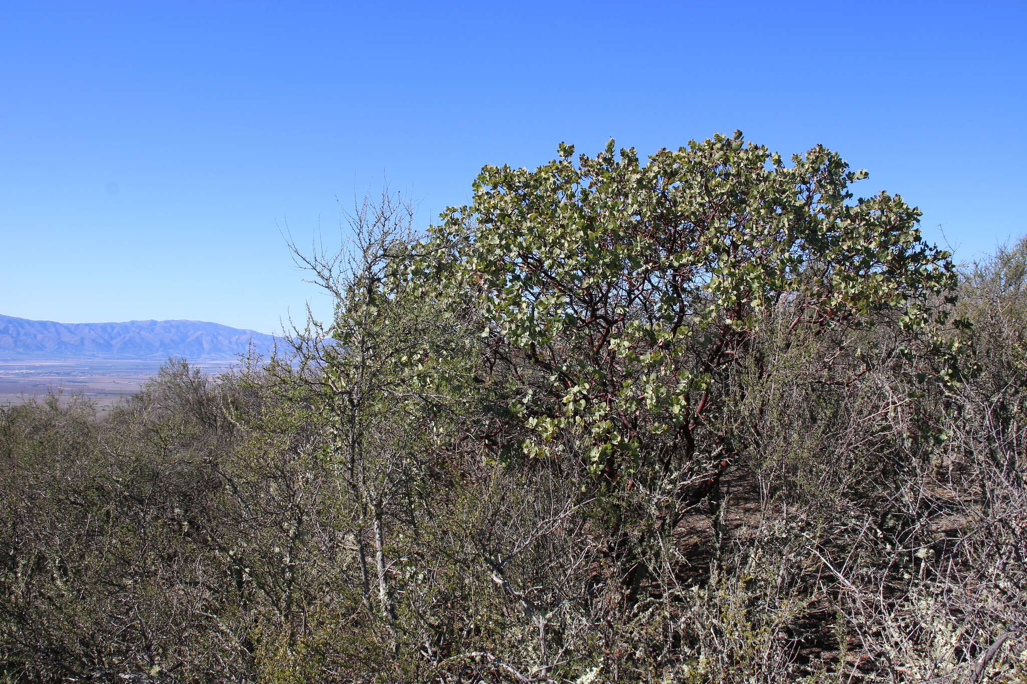 Image of Gabilan Mountains manzanita