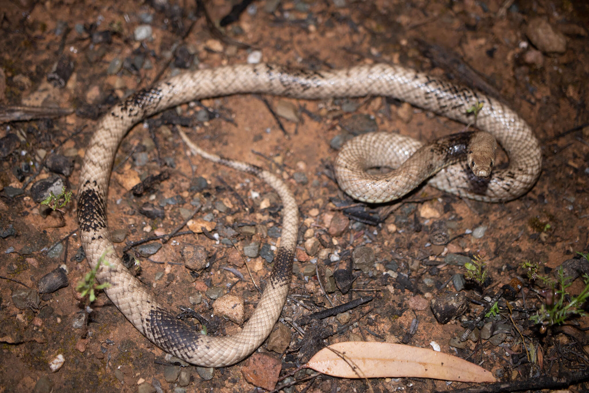 Image of Pseudonaja aspidorhyncha (McCoy 1879)