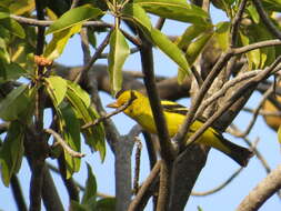 Image of Western Tanager