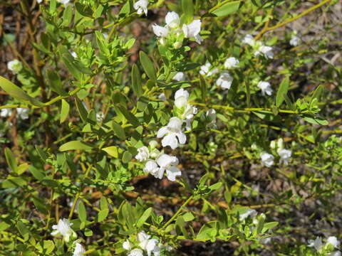 Imagem de Prostanthera striatiflora F. Muell.