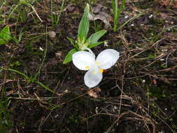 Image of Weldenia