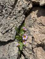 Image of Death Valley monkeyflower