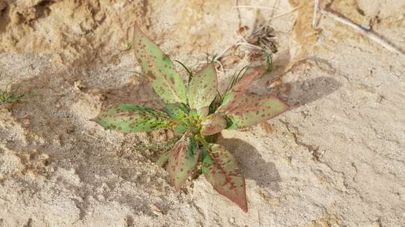 Eremothera boothii subsp. condensata (Munz) W. L. Wagner & Hoch的圖片