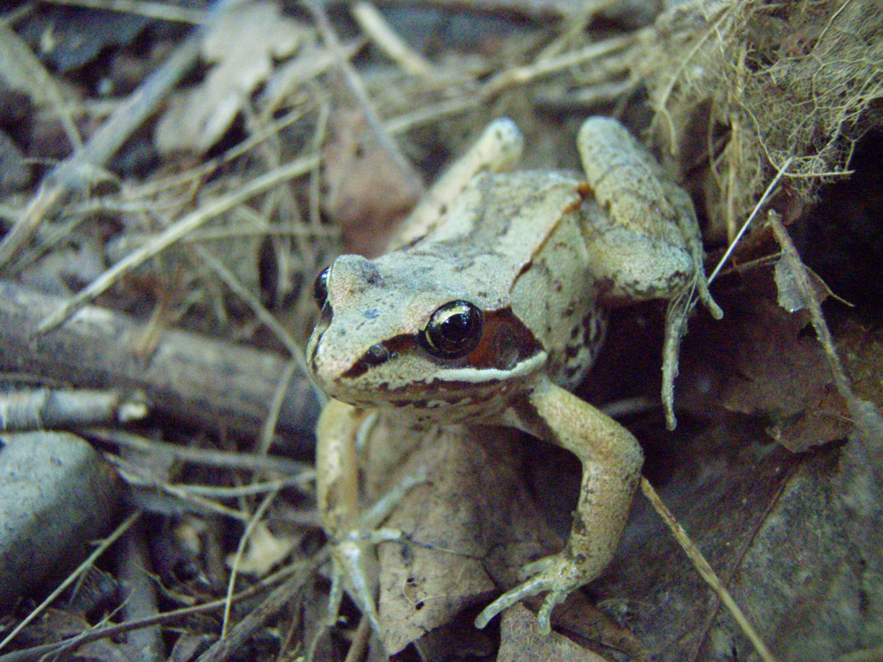 Sivun Lithobates sylvaticus (Le Conte 1825) kuva