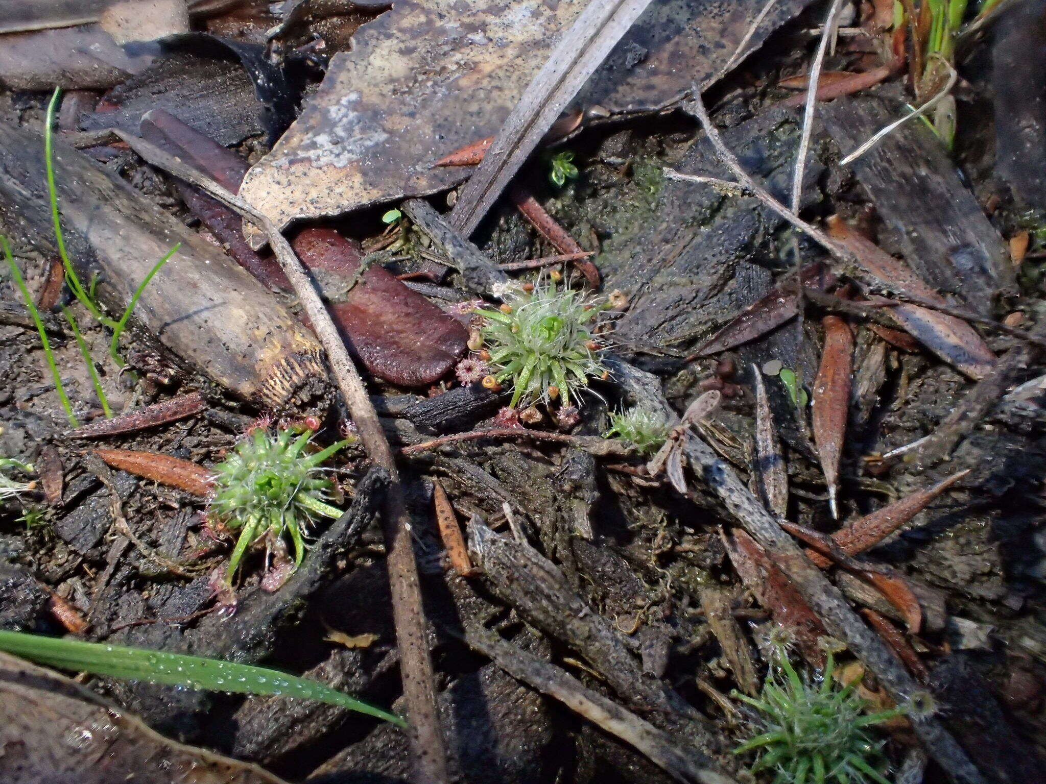 Image of Drosera pygmaea DC.