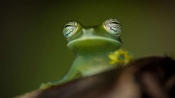 Image of Ghost Glass Frog