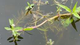 Image of alligator weed