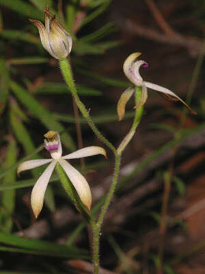 Image of Caladenia testacea R. Br.