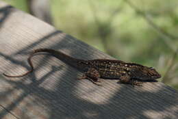 Image of Bahaman brown anole