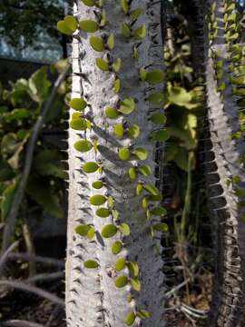 Image of Madagascan ocotillo