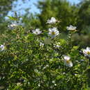 Image of Rosa beggeriana Schrenk