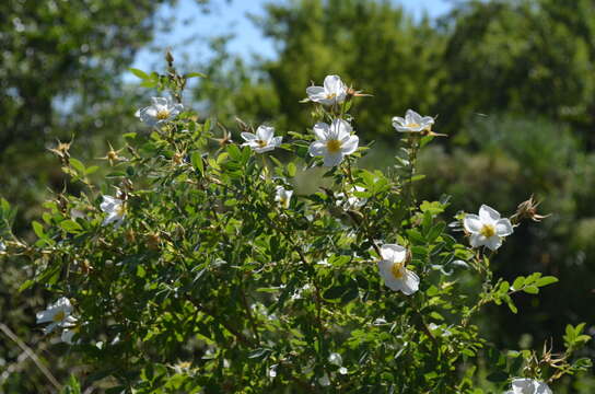 Rosa beggeriana Schrenk resmi