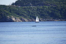 Image de Baleinoptère à museau pointu