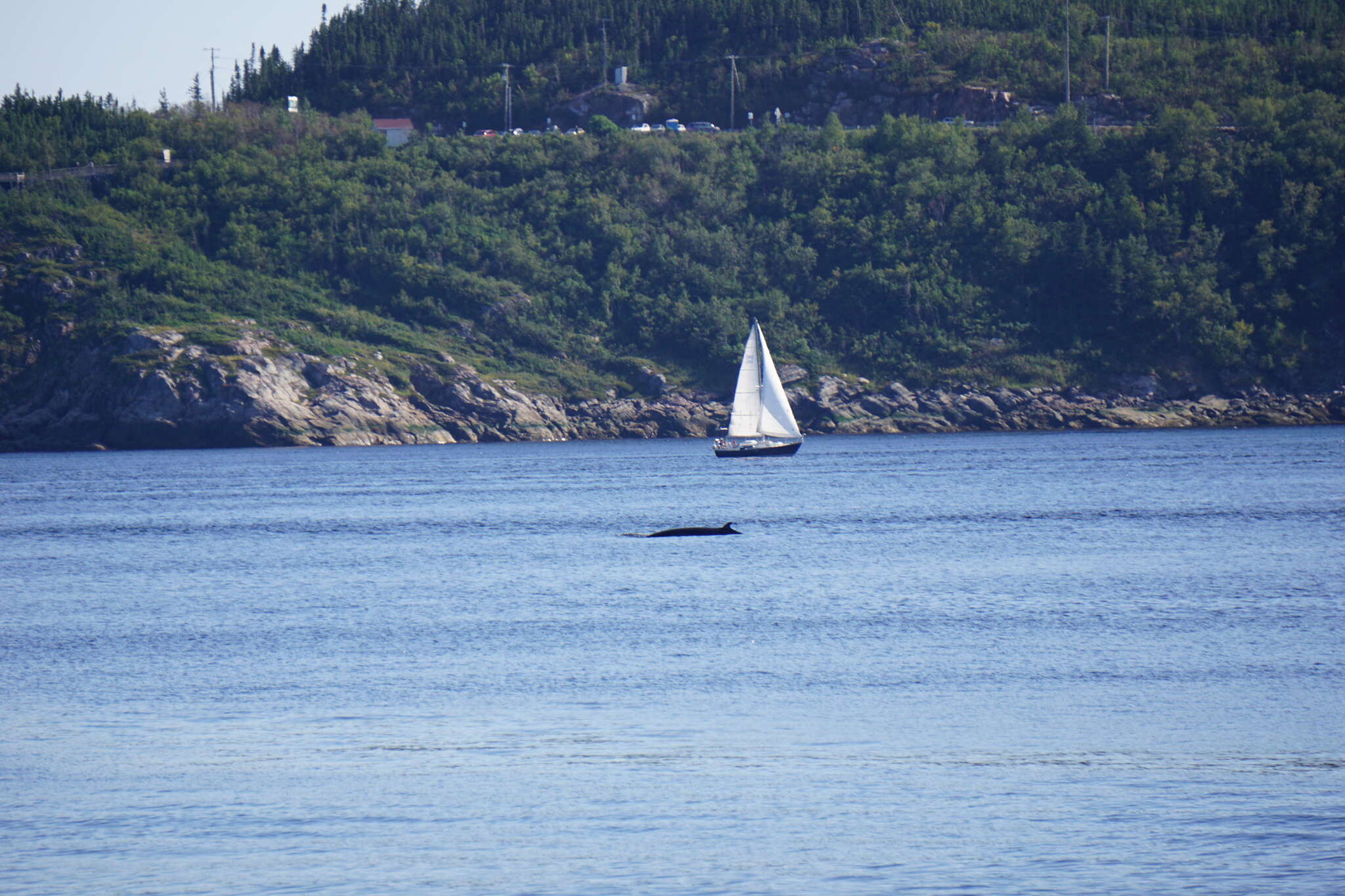 Image of Common Minke Whale