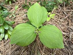 Image of Oettinger's trillium