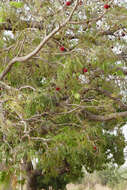 Image of African Locust Bean Tree