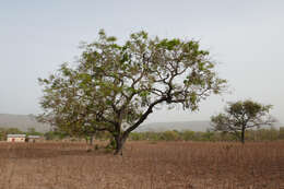 Image of African Locust Bean Tree