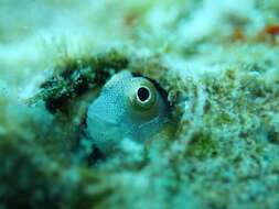 Image de Alloblennius